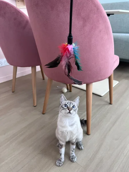Ananda, pensionnaire du bar à chats MIAW à Castelnaudary