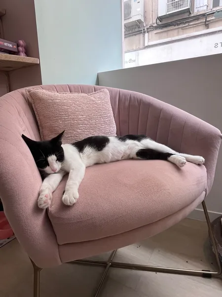 Rosa, pensionnaire du bar à chats MIAW à Castelnaudary